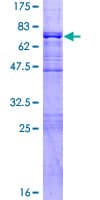 Human BRCC45 / BRE Protein (Recombinant GST)