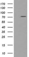 PADI4 / PAD4 Antibody (clone OTI3E1)