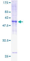 Human MPZL1 Protein (Recombinant GST)