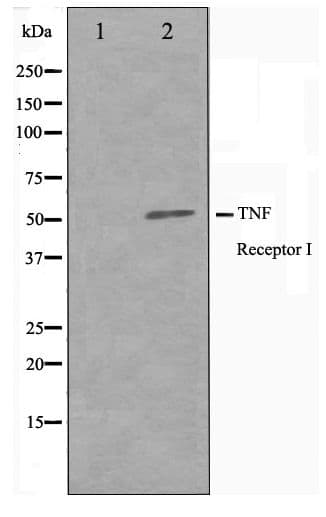 TNFRSF1A / TNFR1 Antibody