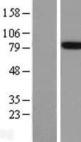 APBB1 / FE65 Protein (Over-Expression Lysate Myc-DDK (Flag))