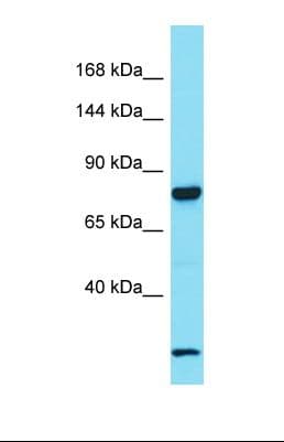 LRRC37A Antibody (C-Terminus)