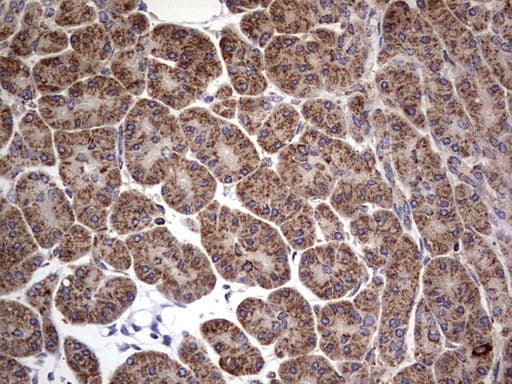 DOCK8 Antibody (aa832-1160, clone OTI4H10)