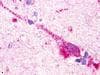 IHC-plus™ Polyclonal Rabbit anti-Human GPR174 Antibody (Extracellular Domain, IHC)