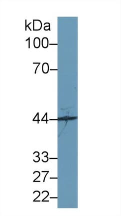 SYTL2 / SLP2 Antibody (aa329-880, APC)