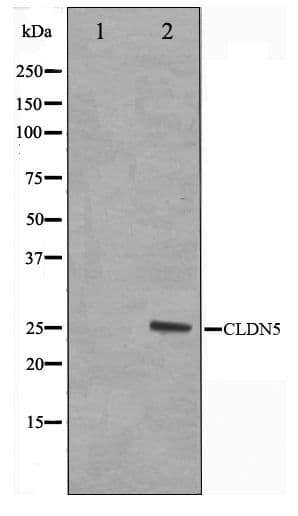 CLDN5 / Claudin 5 Antibody