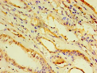 ARF6 Antibody (aa1-175)