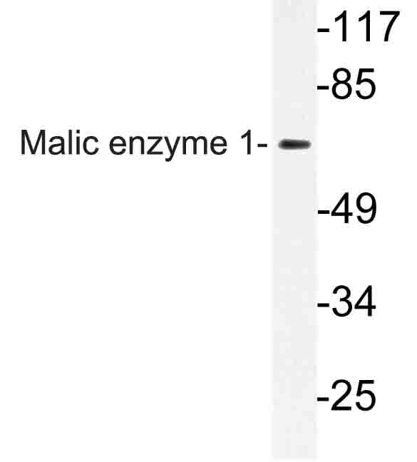 ME1 / Malate Dehydrogenase Antibody (Tyr500)