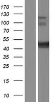 BSPRY Protein (Over-Expression Lysate Myc-DDK (Flag))