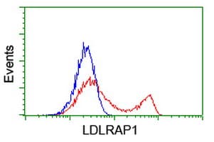 ARH / LDLRAP1 Antibody (clone OTI2B2)
