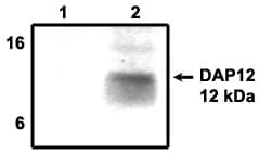 DAP12 Antibody