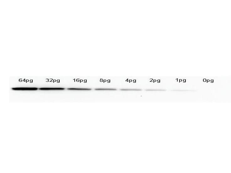 GFP Antibody (clone 9F9.F9)