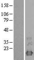 NXT1 Protein (Over-Expression Lysate Myc-DDK (Flag))