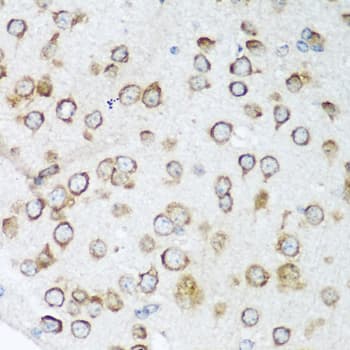 NOTCH2 Antibody