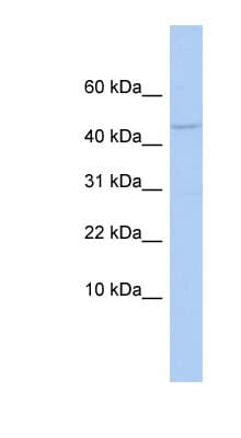 APOBEC3F / ARP8 Antibody (N-Terminus)