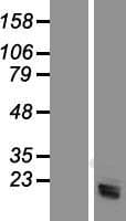 SRGN / Serglycin Protein (Over-Expression Lysate Myc-DDK (Flag))