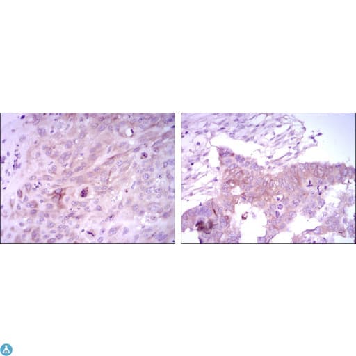 FOXD3 Antibody