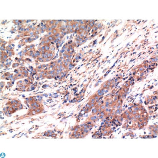 Monoclonal Mouse anti-Human BAX Antibody (IHC, WB)