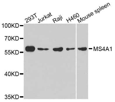 CD20 Antibody