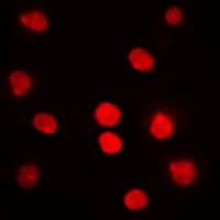 DBF4 Antibody (N-Terminus)