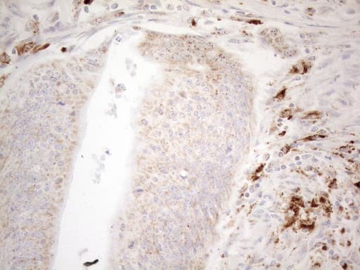 NAPSA / NAPA / Napsin A Antibody (aa64-244, clone OTI9F1)