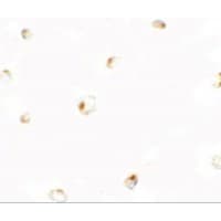 B9D1 Antibody