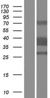 CLEC12B Protein (Over-Expression Lysate Myc-DDK (Flag))