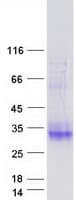 Human CLEC2A Protein (Recombinant Myc-DDK (Flag))