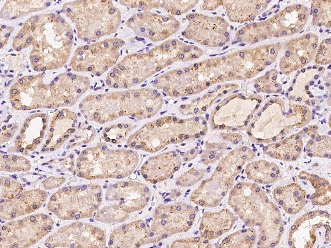 MYD118 / GADD45B Antibody
