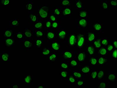 HIST1H4I Antibody