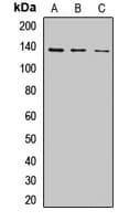 C13orf8 / ZNF828 Antibody