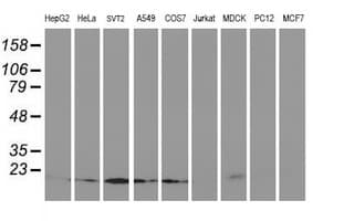 UBE2M / UBC12 Antibody (clone OTI2D9)