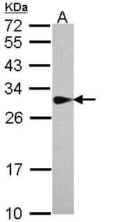 SPR Antibody (aa65-261)