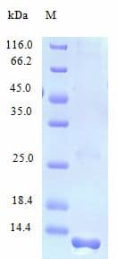 Human FAM19A2 / TAFA2 Protein (Recombinant)