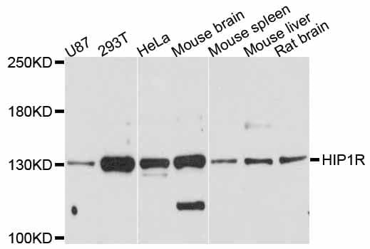 Polyclonal Rabbit anti-Human HIP1R Antibody (WB)