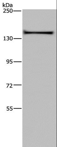 Polyclonal Rabbit anti-Human KIF1C Antibody (IHC, WB)