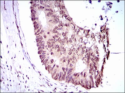 EKLF / KLF1 Antibody (aa208-362, clone 1B6A3)