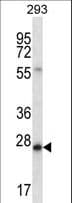 BCAS2 Antibody (aa21-49)