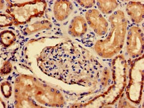 PRLR / Prolactin Receptor Antibody