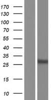 SCAMP5 Protein (Over-Expression Lysate Myc-DDK (Flag))