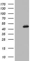 DAP3 Antibody (aa161-398, clone OTI6E11)