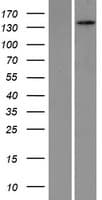 Human PEX1 Protein (Over-Expression Lysate Myc-DDK (Flag))