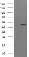 SYT4 Antibody (clone OTI3E10, Carrier-free)