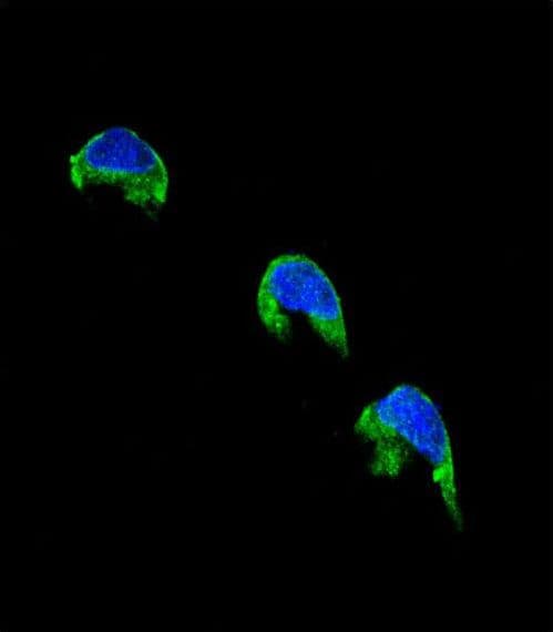 Polyclonal Rabbit anti-Human CYP1A2 Antibody (aa255-282, IHC, IF, WB)