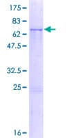 Human PABPC5 Protein (Recombinant GST)