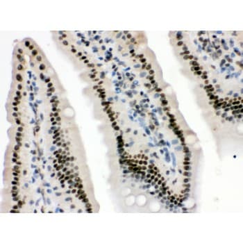 HMGB3 Antibody (aa62-95)