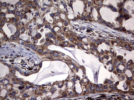 DDOST / OST48 Antibody (aa131-378, clone OTI2H1, Carrier-free)