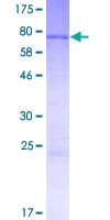 Human PNMA5 Protein (Recombinant GST)