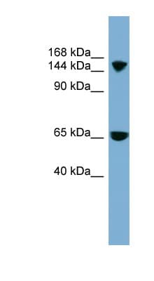 Polyclonal Rabbit anti-Human SLC4A5 / NBC4 Antibody (aa899-948, WB)