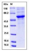 Mouse CD40L Protein (Recombinant Human IgG1 Fc, N-terminus)